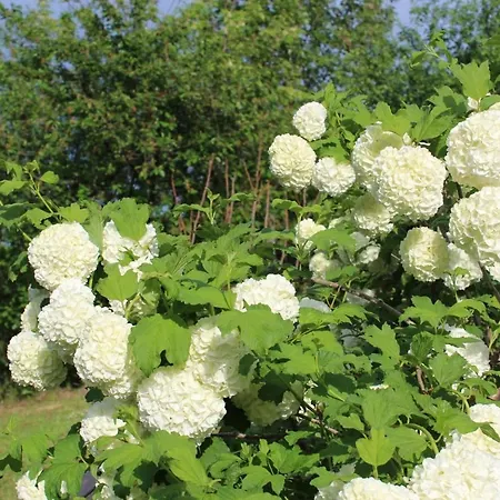 Patricia Pihenohaz 公寓 Alsonana