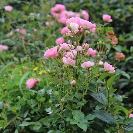 Patricia Pihenohaz 公寓 Alsonana