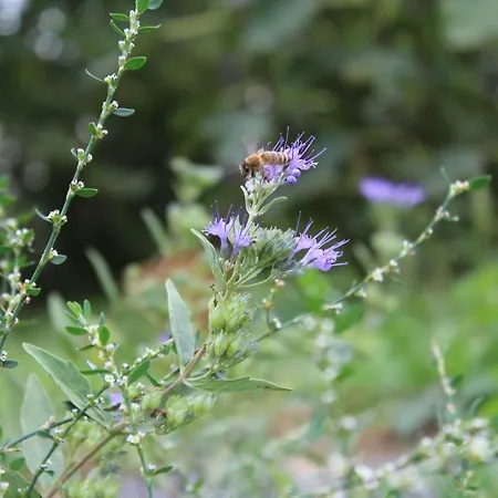 Patricia Pihenohaz Alsonana