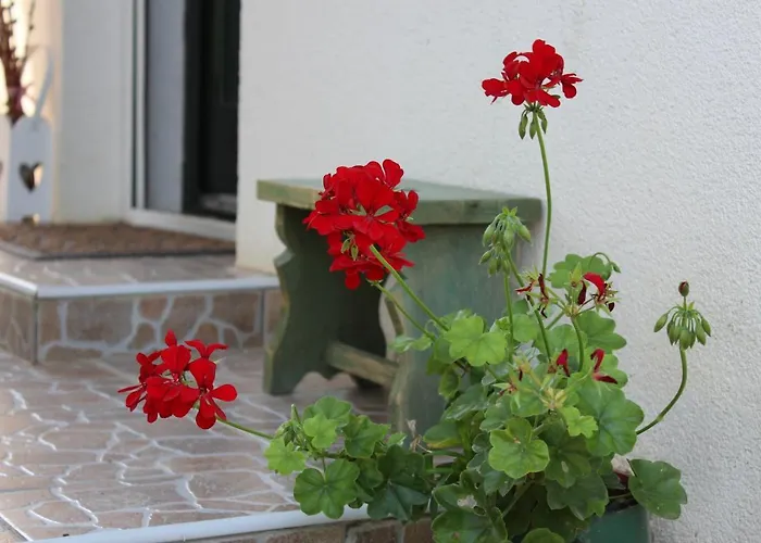 Patricia Pihenohaz * Alsonana