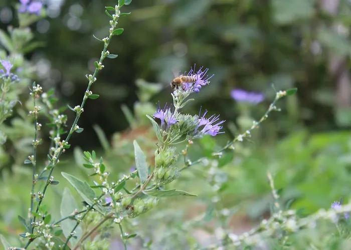 Patricia Pihenohaz Alsonana